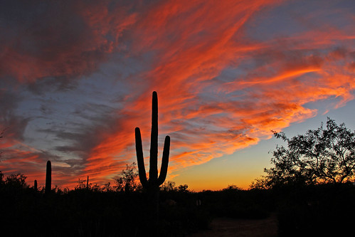 cactus saguarocactus cloudsandsky clouds cloudsandmountains sunsetphotography sunsets sunset sunsetcolors desert sonorandesert tucsonarizona arizona