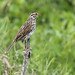 Flickr photo 'Savannah Sparrow (Passerculus sandwichensis)' by: Mary Keim.