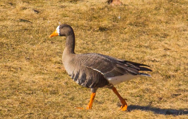 greater white fronted goose