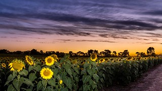 Sunflowers Sunset-26