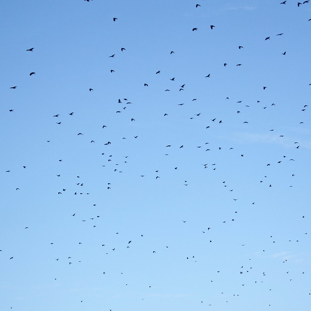 So Many Birds Flying Above