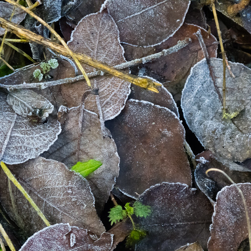 Lightly frosted, fallen leaves