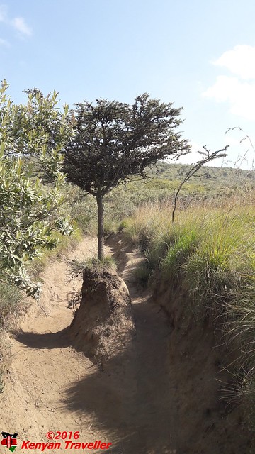 The Lone Tree on the Path up Mt. Longonot