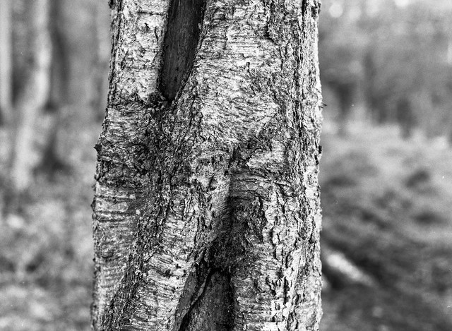 Tree (Hyons Wood)