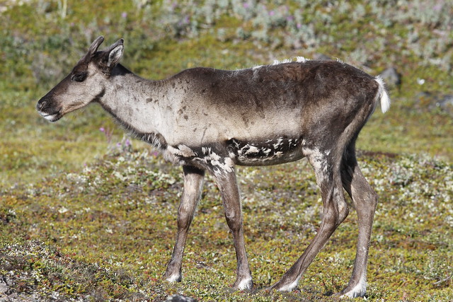Young barren-ground caribou standing on the green tundra in August
