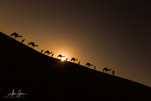 1dx alexstoen alexstoenphotography camels canon canoneos1dx ef1635f28liiusm flickr geotagged google india samsanddunes sunrise thardesert travel vacation vacation1dx facebook smugmug