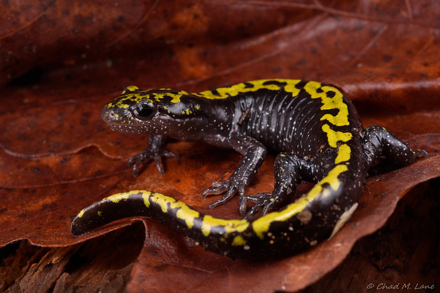 Southern Long-toed Salamander  ( Ambystoma macrodactylum sigillatum)