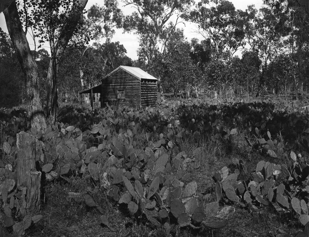 Abandoned property overtaken by Prickly Pear in the Chinchilla area May 1928
