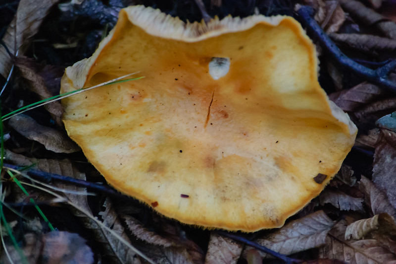 Verdigris mushroom, extra large, two weeks on