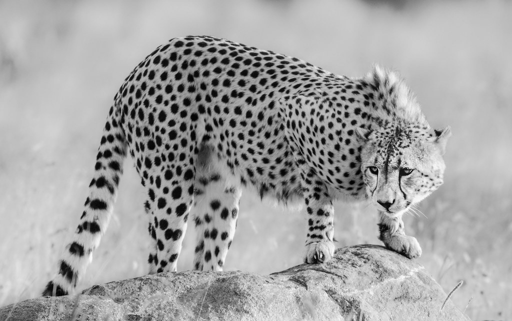 Cheetah in Pilanesberg Nationalpark, South Africa
