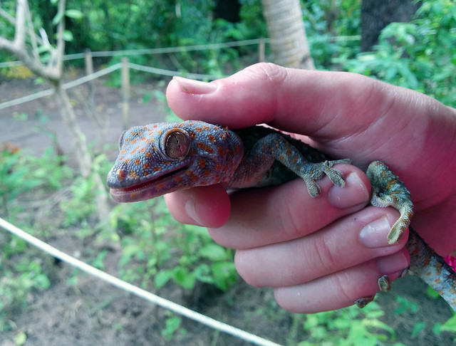 Tokay gecko (Gekko gecko), Hoga Island, Wakatobi NP