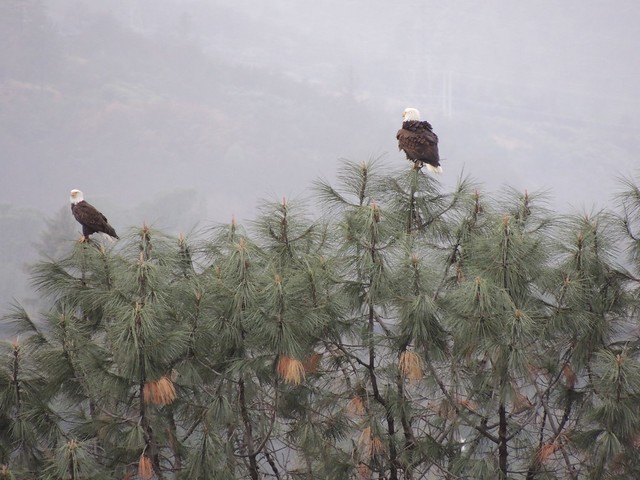 California Bald Eagles