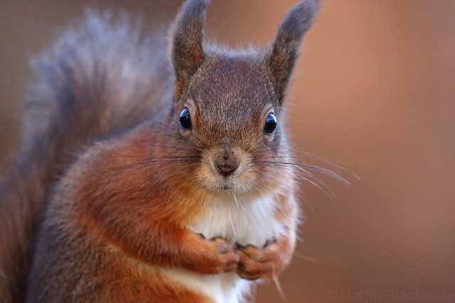 Red Squirrel 6960(6D3)