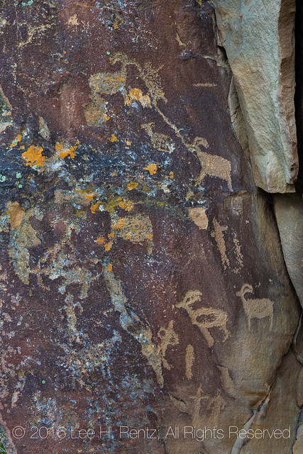 Animal Petroglylphs in Nine Mile Canyon