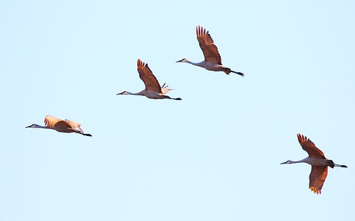 sandhill cranes cardinal marsh winneshiek county iowa larry reis