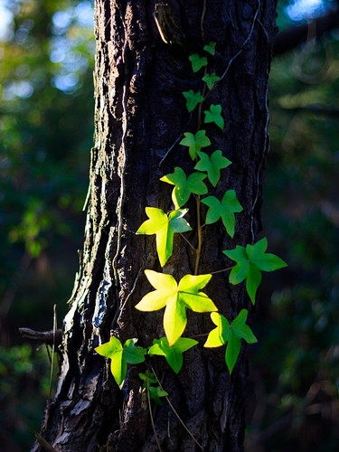 Ivy on trunk | by ulrich giraud