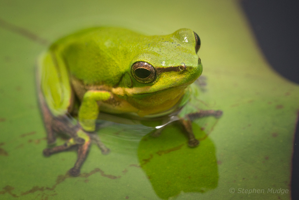 Frog on a lilly pad
