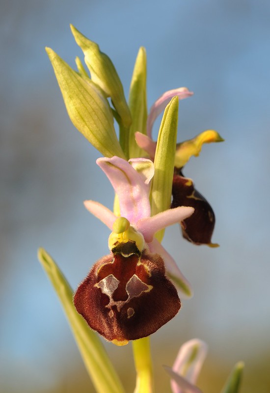 20170413-182F | Brillen-Ragwurz (Ophrys biscutella) auf den Hochplateaus des Monte Gargano. Apulien, 13.04.2017