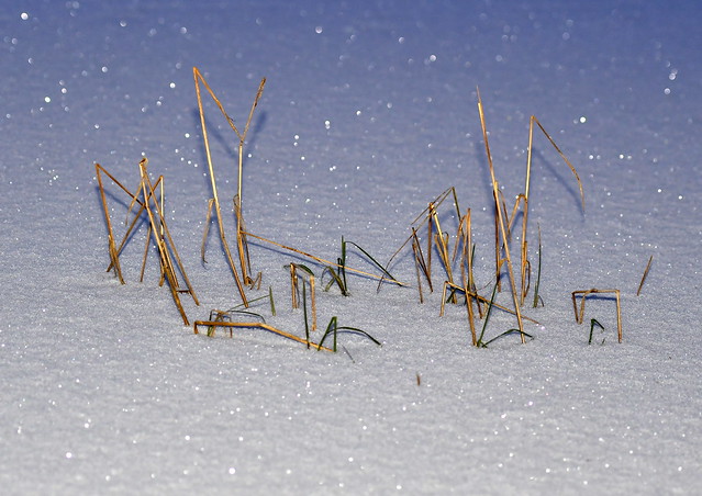 Straws in snow