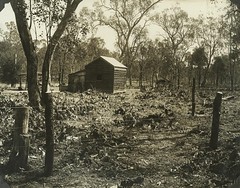 Property at Chinchilla after treatment of Prickly Pear by using cactoblastis moths October 1929