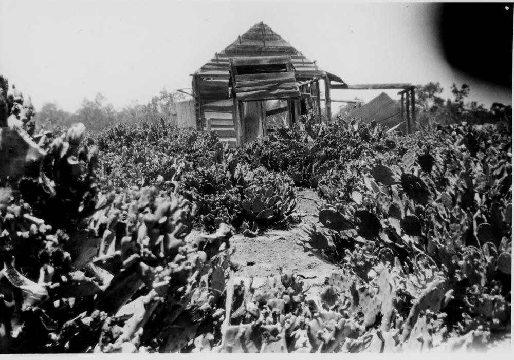 Remains of Johnty Turners home overrun with prickly pears Chinchilla District Queensland 1920s
