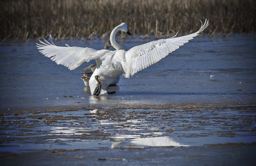 trumpeterswan arkansas ricefield ice winter animals avian canon canon70d canonef400mmf56lusm feather naturalstate nature outdoors spread wings wildlife