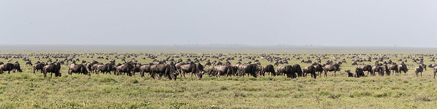 A small section of the Great  Wildebeest Migration