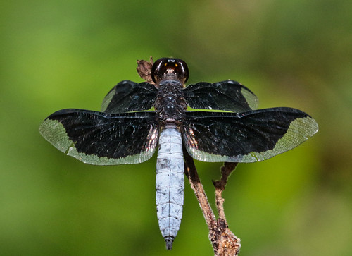 ngid1973750900 naturguckerde widowdragonfly undeterminedpalpopleuraindet nsutuforest cklausewald
