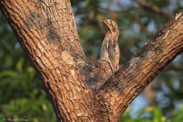 Common Potoo