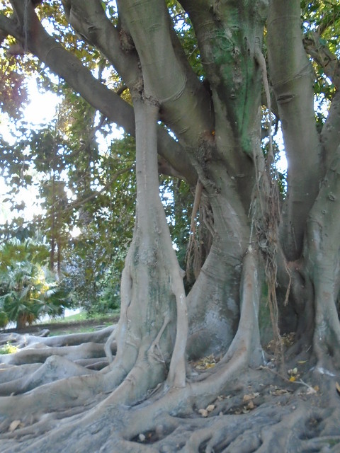 Ficus macrophylla, Australian banyan