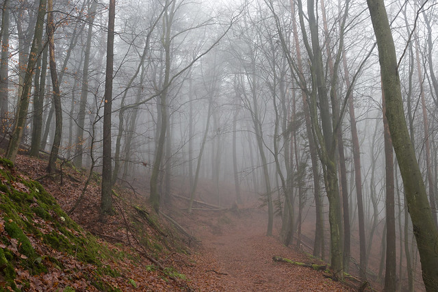 Misty Forest in Mettlach