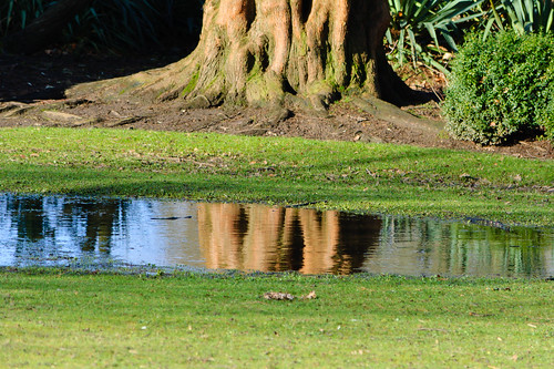 Deciduous conifer, reflected in a puddle, West Park