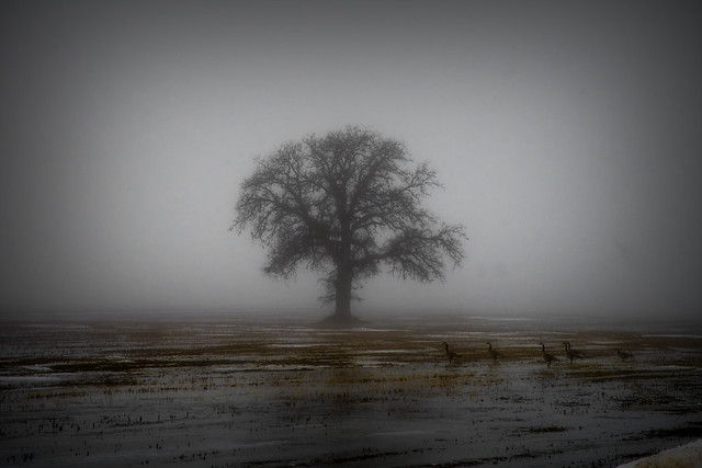 Tree In The Mist. River Canard, ON.