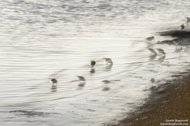 Shore Birds on the Beach