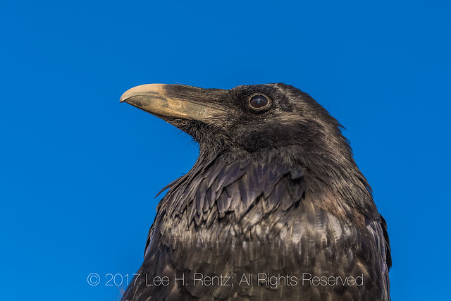 Common Raven Portrait in Canyonlands National Park