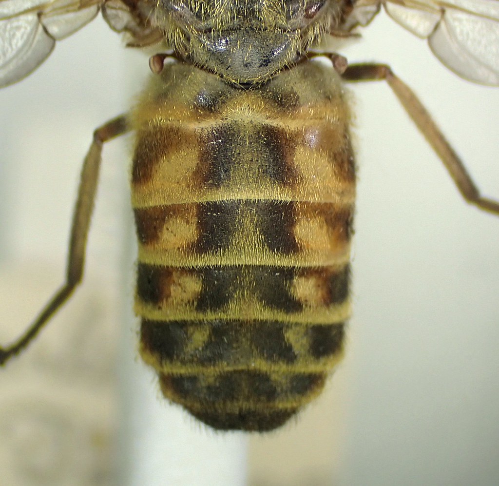 Tabanus Collection Tabanus glaucopsis female 2 abdomen - Farley Down, Hampshi… | Flickr