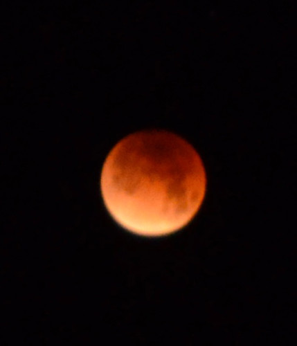 Joshua Tree - lunar eclipse photo