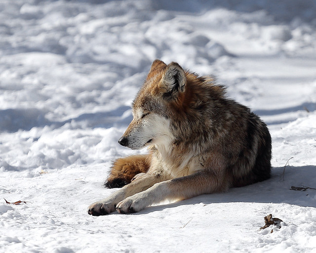 Mexican Wolf