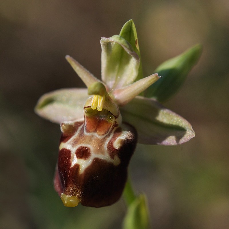 20170415-091F | Ceglie-Ragwurz (Ophrys celiensis) bei Locorotondo. Apulien, 15.04.2017