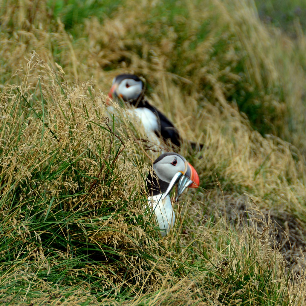 oiseaux. Macareux. Plage de Dirholaey. Island. Birds. Puff… | Flickr