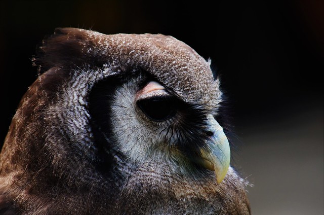 Verreauxs' Eagle Owl