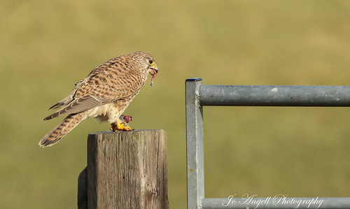 Wild & free kestrel | by jo.angell