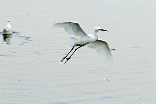 seaton wetlands devon common bird ipm