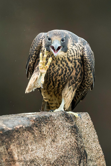 Young Peregrine Falcon with an attitude