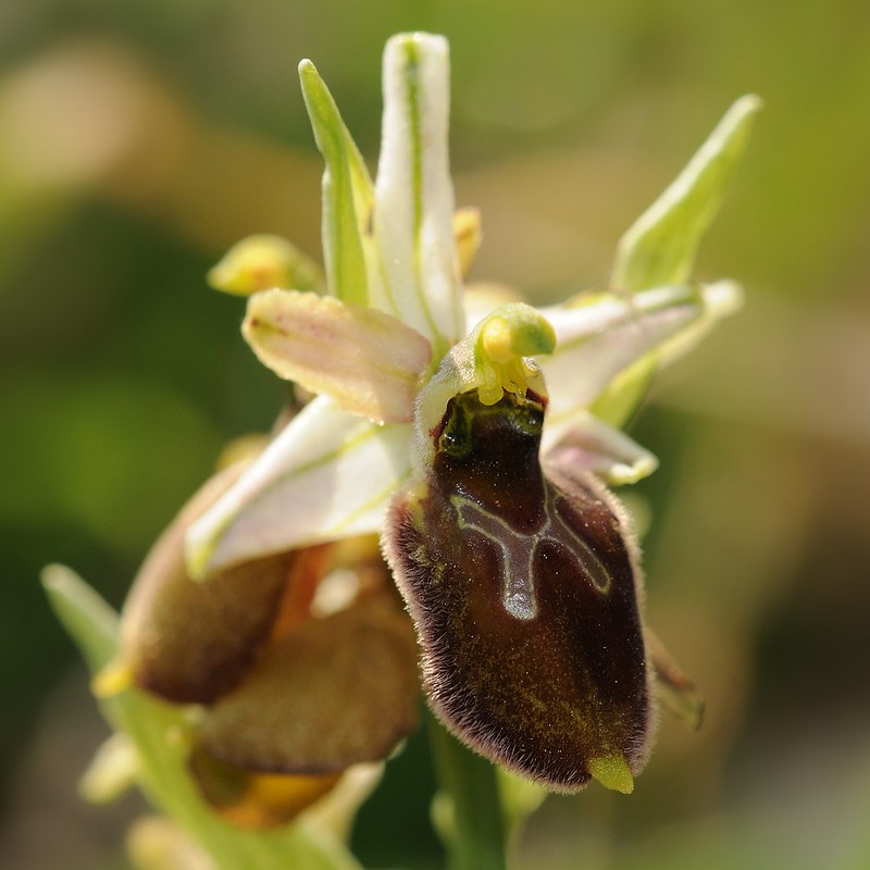20170411-080F | Adriatische Ragwurz (Ophrys archipelagi) bei Mattinata. Apulien, 11.04.2017