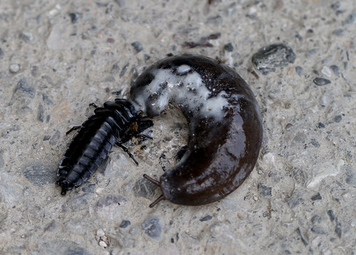Slug vs Beetle | As found in the middle of a dirt trail ...