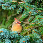 Cardinal Christmas Card