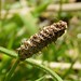 Flickr photo 'Ribwort Plantain head. Plantago lanceolata' by: gailhampshire.