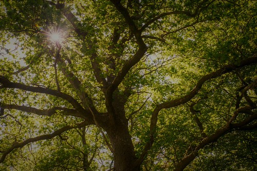 Choices and possibilities | by Nature is my playground - Cheerful Photos