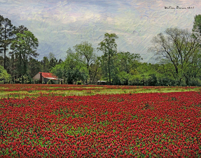 Crimson Clover at Bracebridge Hall:  Edgecombe County, North Carolina